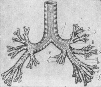 сегментарне поділ бронхів
