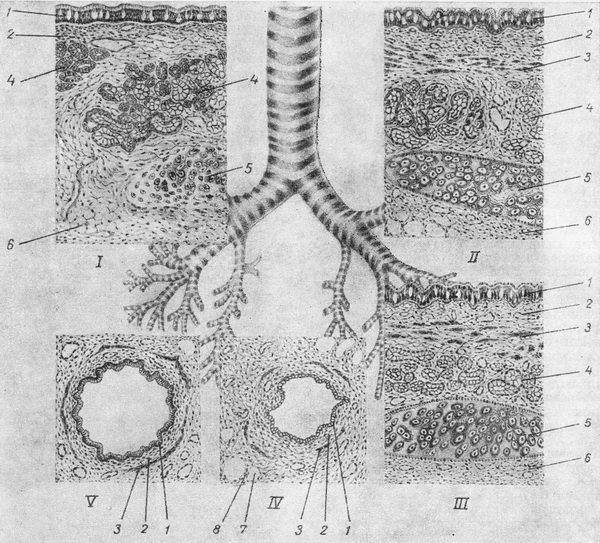 будова повітроносних і респіраторних відділів легкого