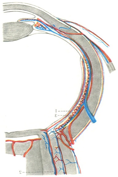 медіальний розріз очного яблука