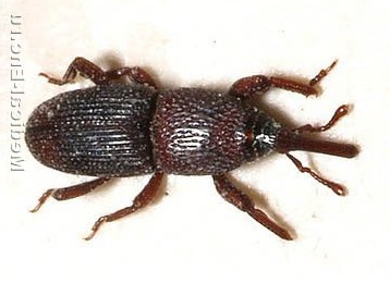 амбарний довгоносик