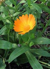 нігтики календула лікарська