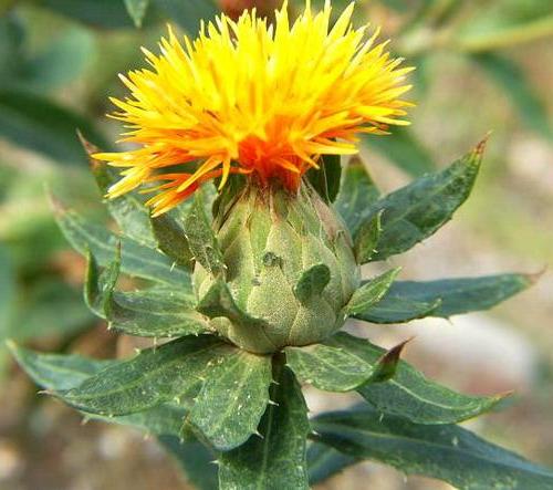 сафлор фарбувальний