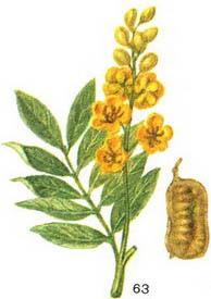 сенна (касія) гостролистого