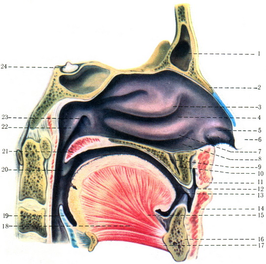 порожнина носа cavum nasi