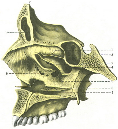 латеральна стінка скелета порожнини носа