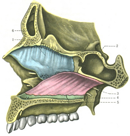скелет перегородки носової порожнини