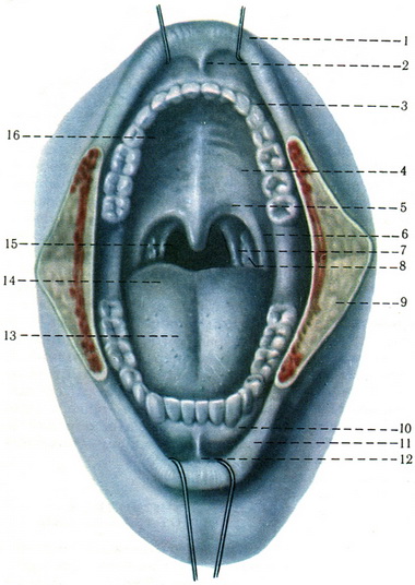 ротова порожнина