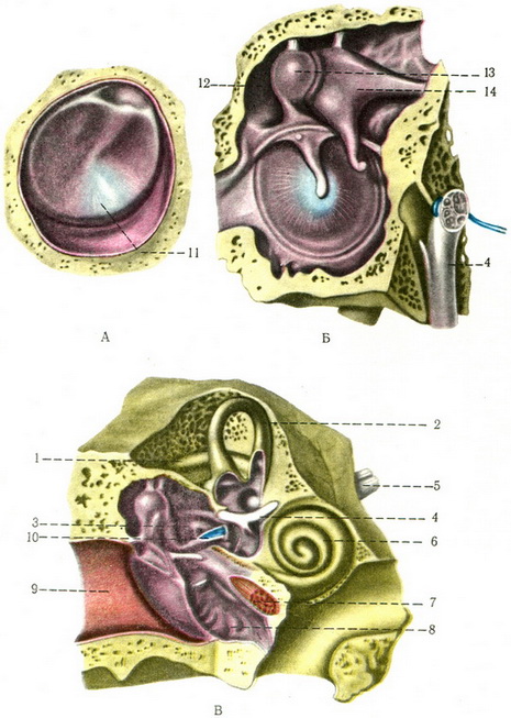 барабанна перетинка; середнє і внутрішнє вухо