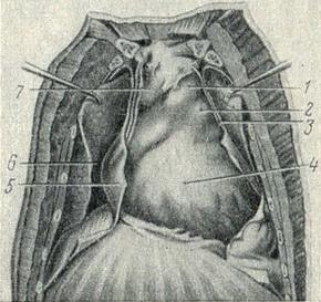 грудна порожнина