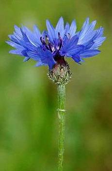 волошка синя