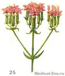 золототисячник малий