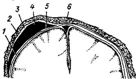 кефалгематома