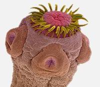 свинячий ціп'як