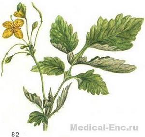 чистотіл великий