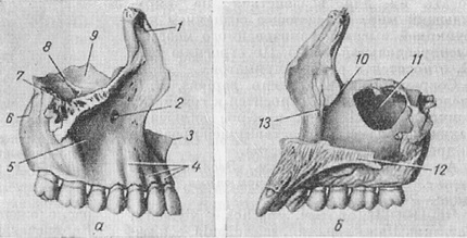 верхньощелепна кістка