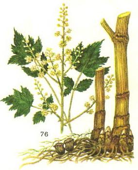 циміцифуга даурська