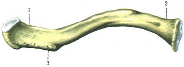 ключиця clavicula