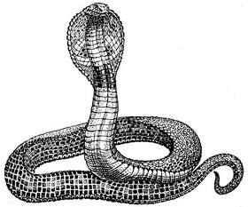 середньоазіатська кобра