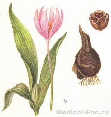 пізньоцвіт чудовий