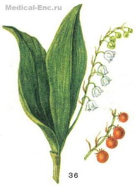 конвалія травнева