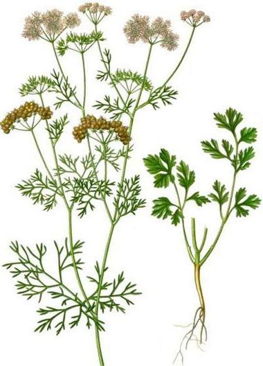 коріандр посівний