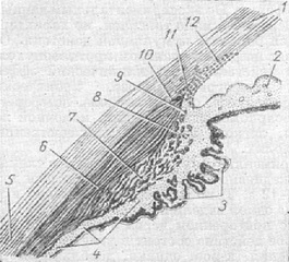 циліарне тіло схема