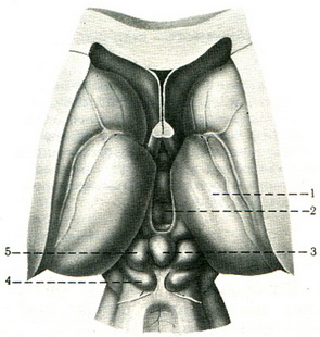 епіфіз мозку шишкоподібне тіло