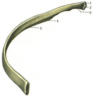 ребро 8 праве