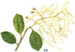 скумпія шкіряна