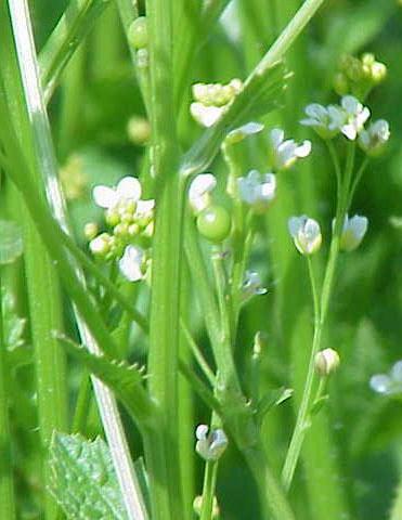 катран абиссинский