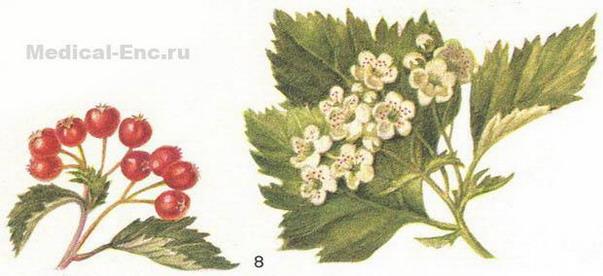 глід кров'яно-червоний