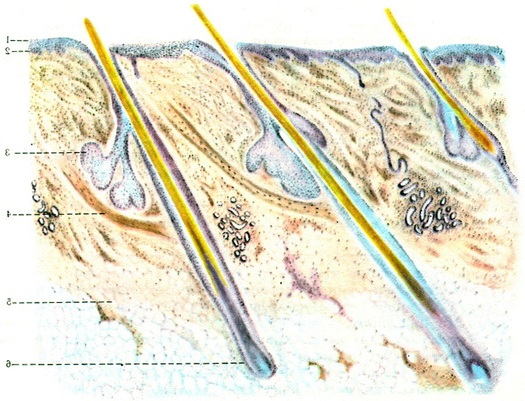 будова шкіри