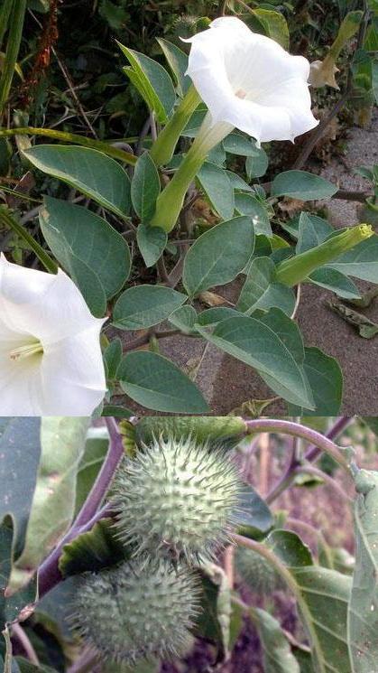 дурман індійський