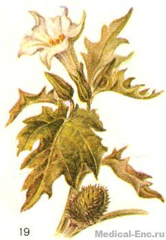 дурман звичайний