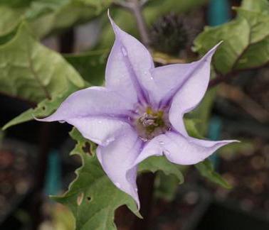 дурман фіолетовий