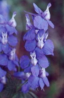 живокіст аякса