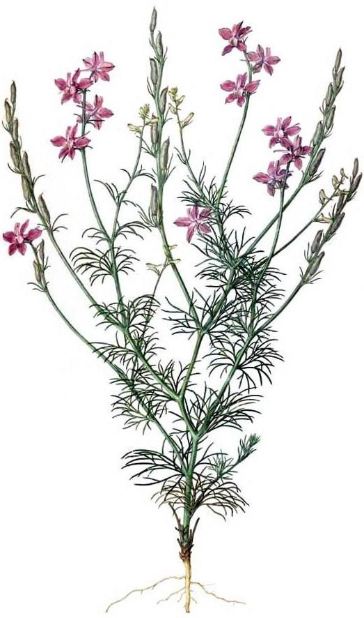 живокіст польова