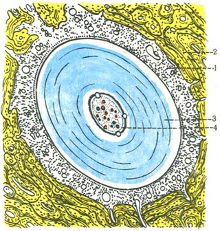 поперечний зріз зуба