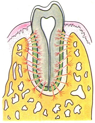 схема розташування сполучнотканинних волокон періодонта зуба