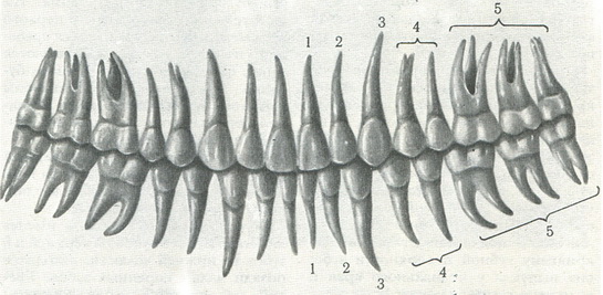 постійні зуби