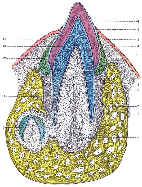 прорізування молочного зуба