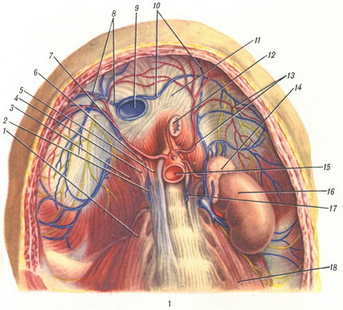 діафрагма з боку черевної порожнини