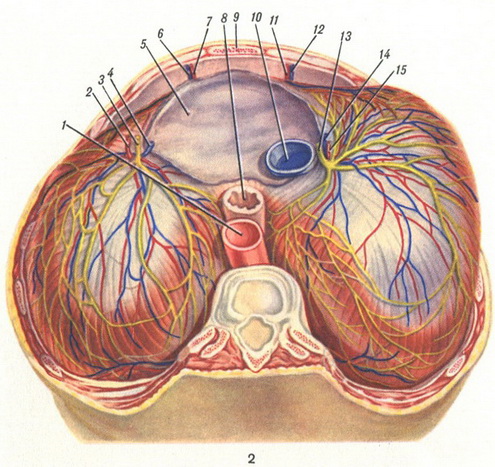 діафрагма з боку грудної порожнини