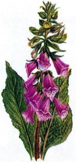 наперстянка