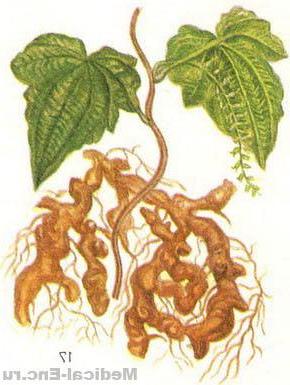 діоскорея ніпонська