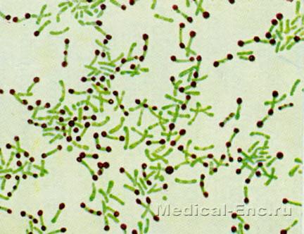 дифтерійна паличка