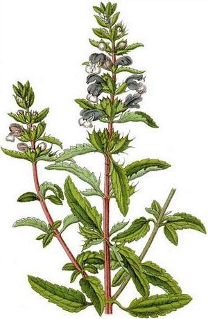 змієголовник молдавський