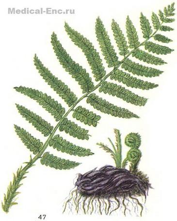 чоловіча папороть