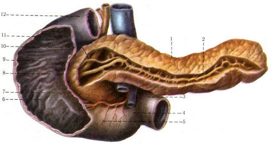 дванадцятипала кишка та підшлункова залоза