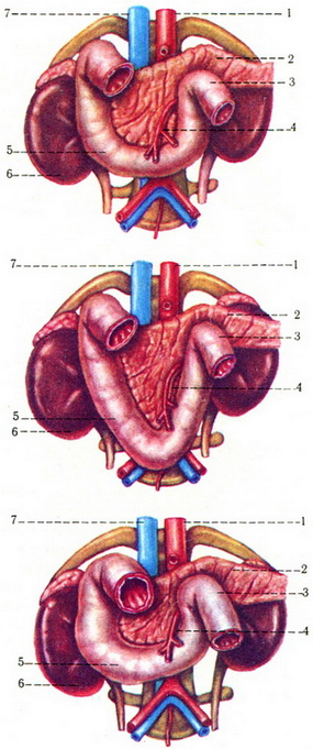форми дванадцятипалої кишки